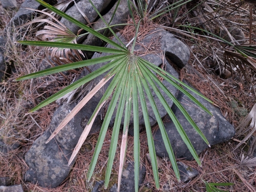 Mediterranean fan palm