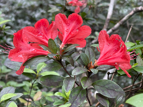 Rhododendron simsii observed 2026-09-19