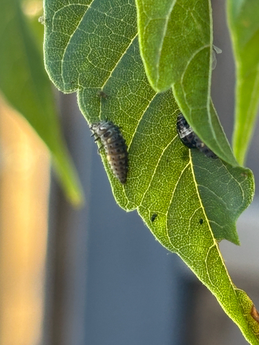 Two-spotted Lady Beetle