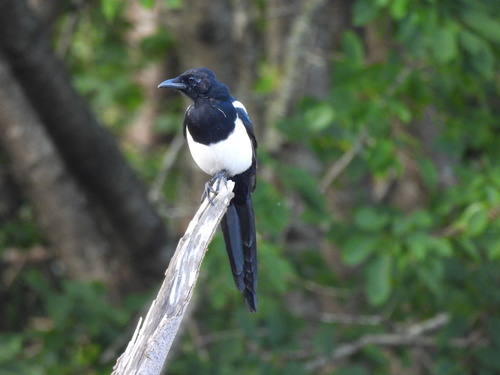 Eurasian Magpie