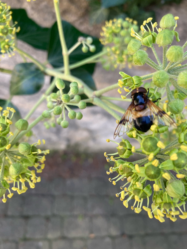 Pellucid Hover Fly