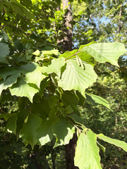 (c) Emily Franzen, some rights reserved (CC BY) Corylus americana, photograph (c) Emily Franzen, some rights reserved (CC BY)