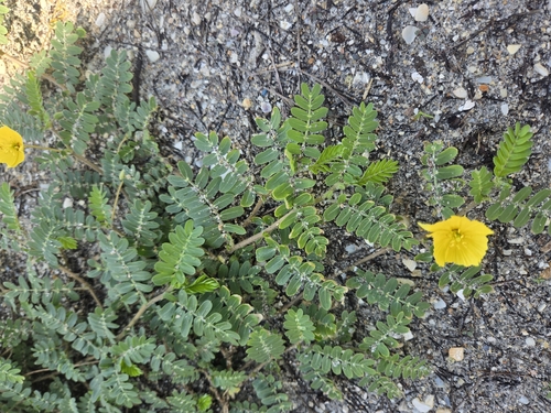 Jamaican feverplant