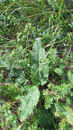 Meadow Sage