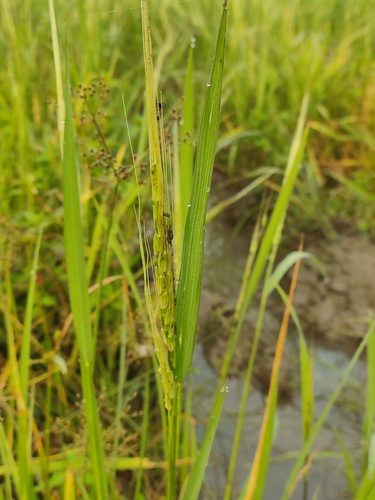 Oryza rufipogon observed 2026-09-21