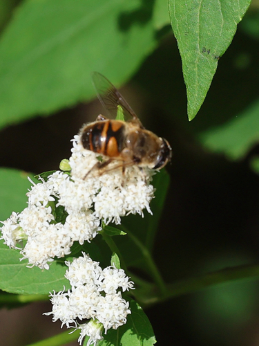 Common Drone Fly