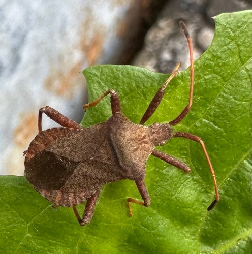 Dock Bug