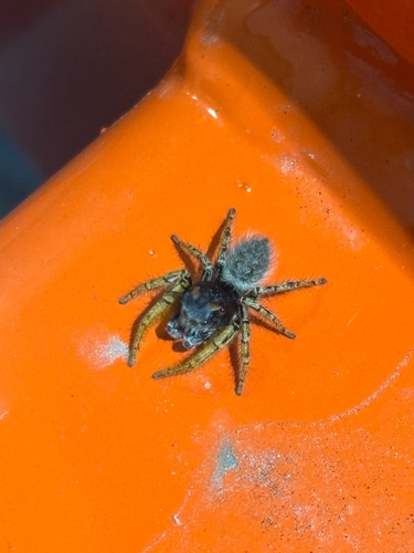 High Eyelashed Jumping Spider
