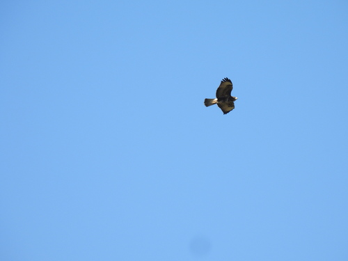 Common Buzzard