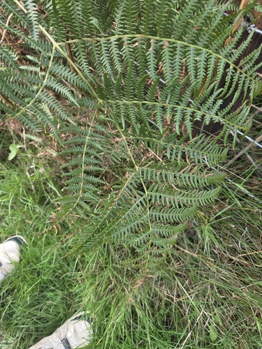 common bracken