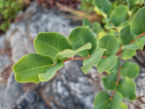 carob tree