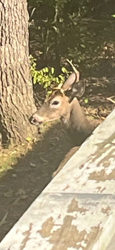 White-tailed Deer