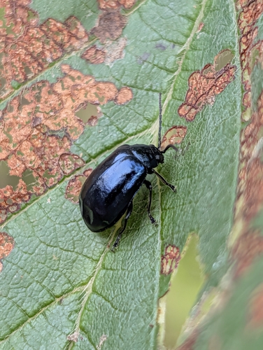 Alder Leaf Beetle