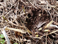 Vincetoxicum rossicum