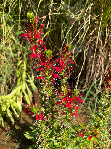 cardinal flower