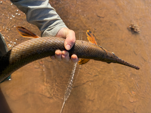 Longnose Gar