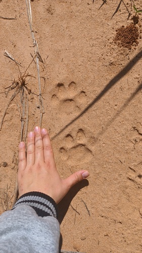 Mountain Lion