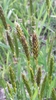 Sweet Vernal Grass - Photo (c) Tom Norton, some rights reserved (CC BY), uploaded by Tom Norton