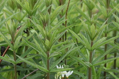 Veronicastrum virginicum
