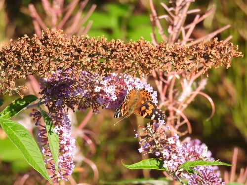 Painted Lady