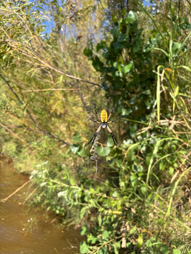 Yellow Garden Spider