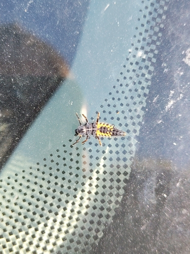 Asian Lady Beetle