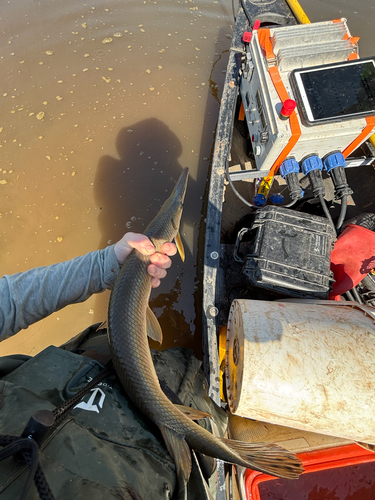 Shortnose Gar