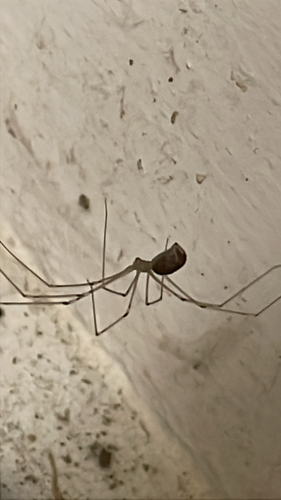 Long-bodied Cellar Spider