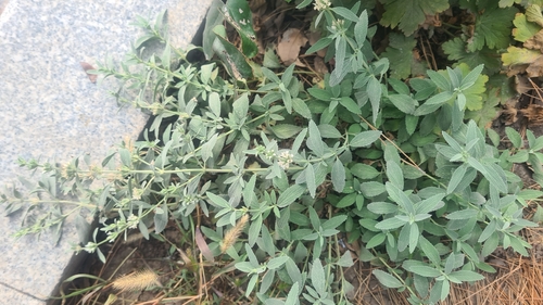 Marrubium peregrinum observed 2026-09-21