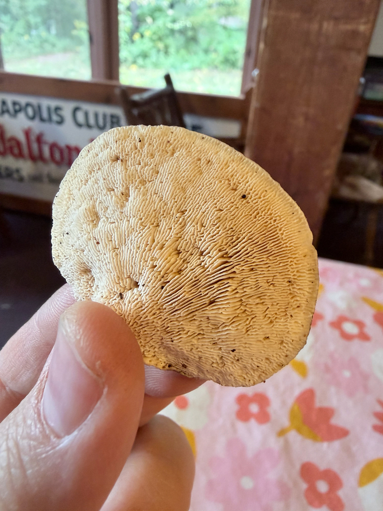 Lumpy Bracket · September 2026 · photo: Photo: (c) Erica Tava Johnson, some rights reserved (CC BY) · iNaturalist