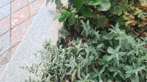 Marrubium peregrinum, photograph 1