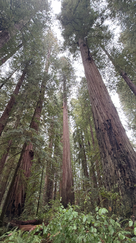 Sequoia sempervirens, photograph 2