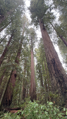 (c) Adam Kamal, some rights reserved (CC BY) Sequoia sempervirens, photograph (c) Adam Kamal, some rights reserved (CC BY)