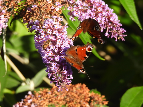 European Peacock Butterfly