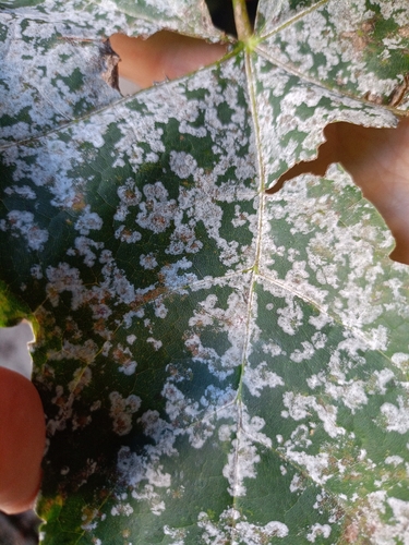 Sawadaea tulasnei