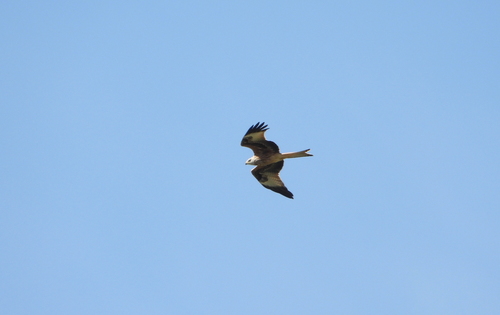 Red Kite