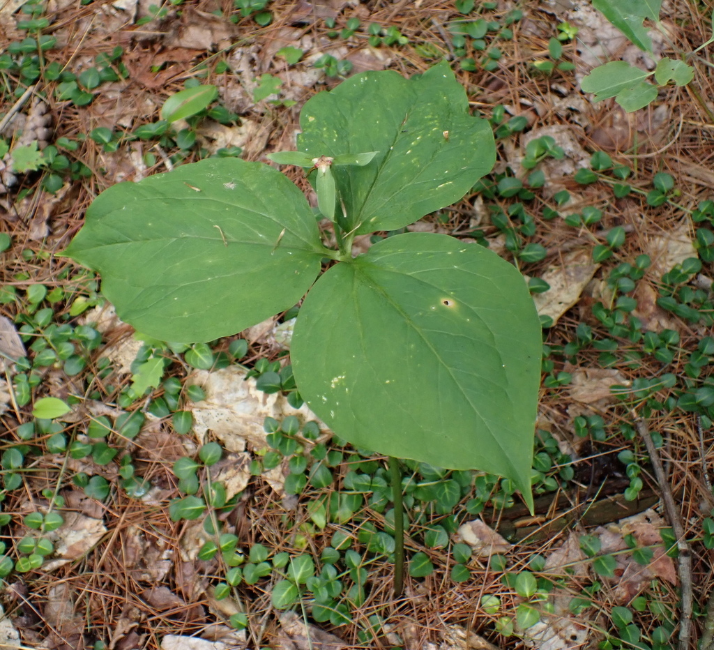 Trillium undulatum; photograph (c) Steven Lamonde, some rights reserved (CC BY)