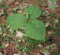 Trillium undulatum