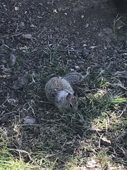 Otospermophilus beecheyi