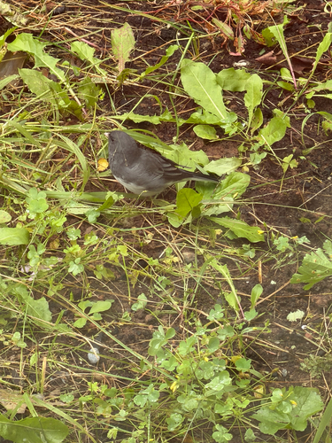 Dark-eyed Junco