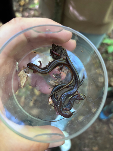Eastern Red-backed Salamander