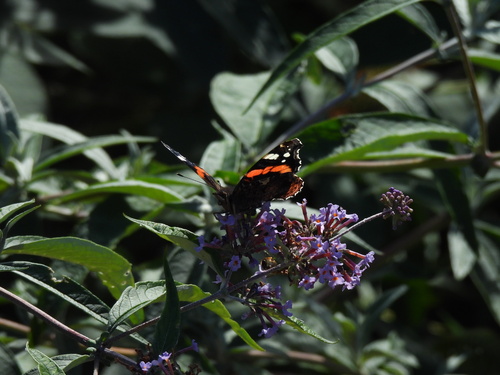 Red Admiral