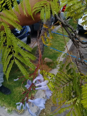 Jacaranda mimosifolia