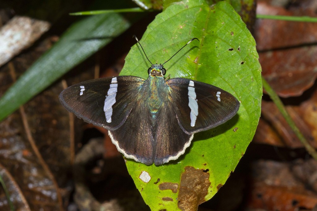 Autochton sulfureolus