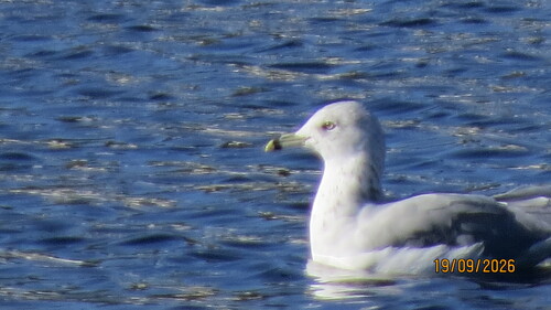 Ring-billed Gull