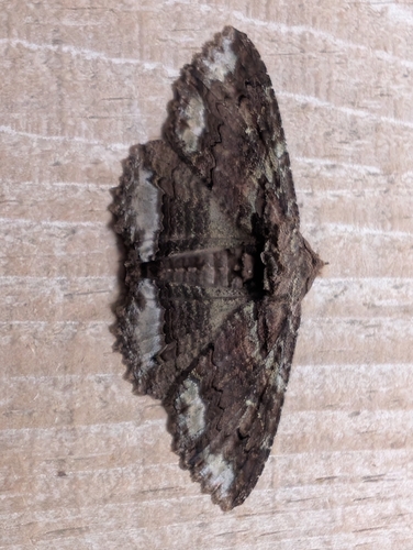 Lunate Zale Moth