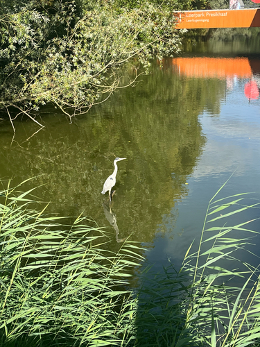 Grey Heron