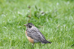 Turdus migratorius