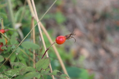 Rosa nutkana, photograph (c) Aden Sommerville, some rights reserved (CC BY)