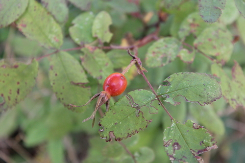 Rosa nutkana, photograph 4